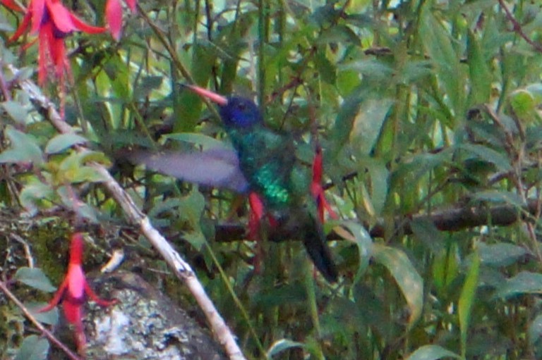 kolibřík modrohlavý - ML618959422