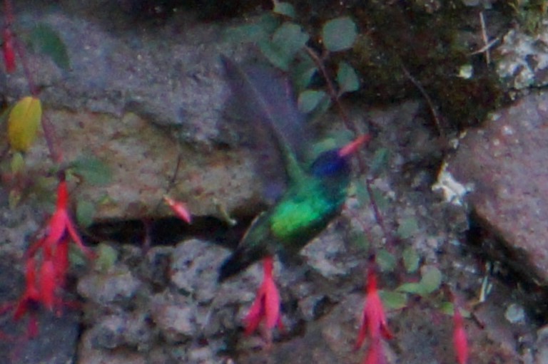 kolibřík modrohlavý - ML618959423