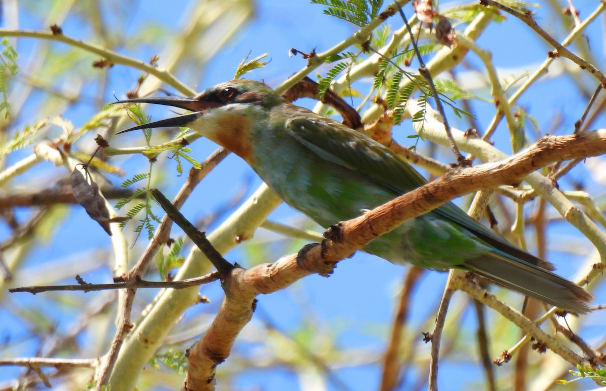 Blue-cheeked Bee-eater - Hubert Söhner