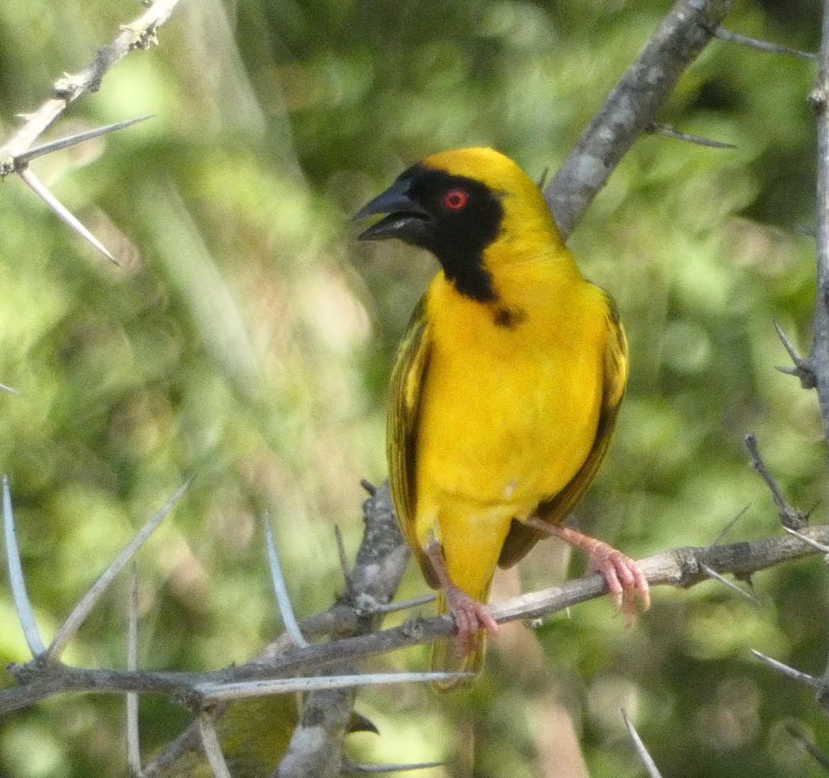 Southern Masked-Weaver - Hubert Söhner