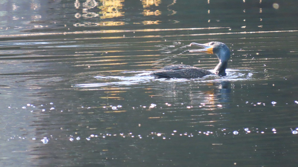 Double-crested Cormorant - Daniel Jepson