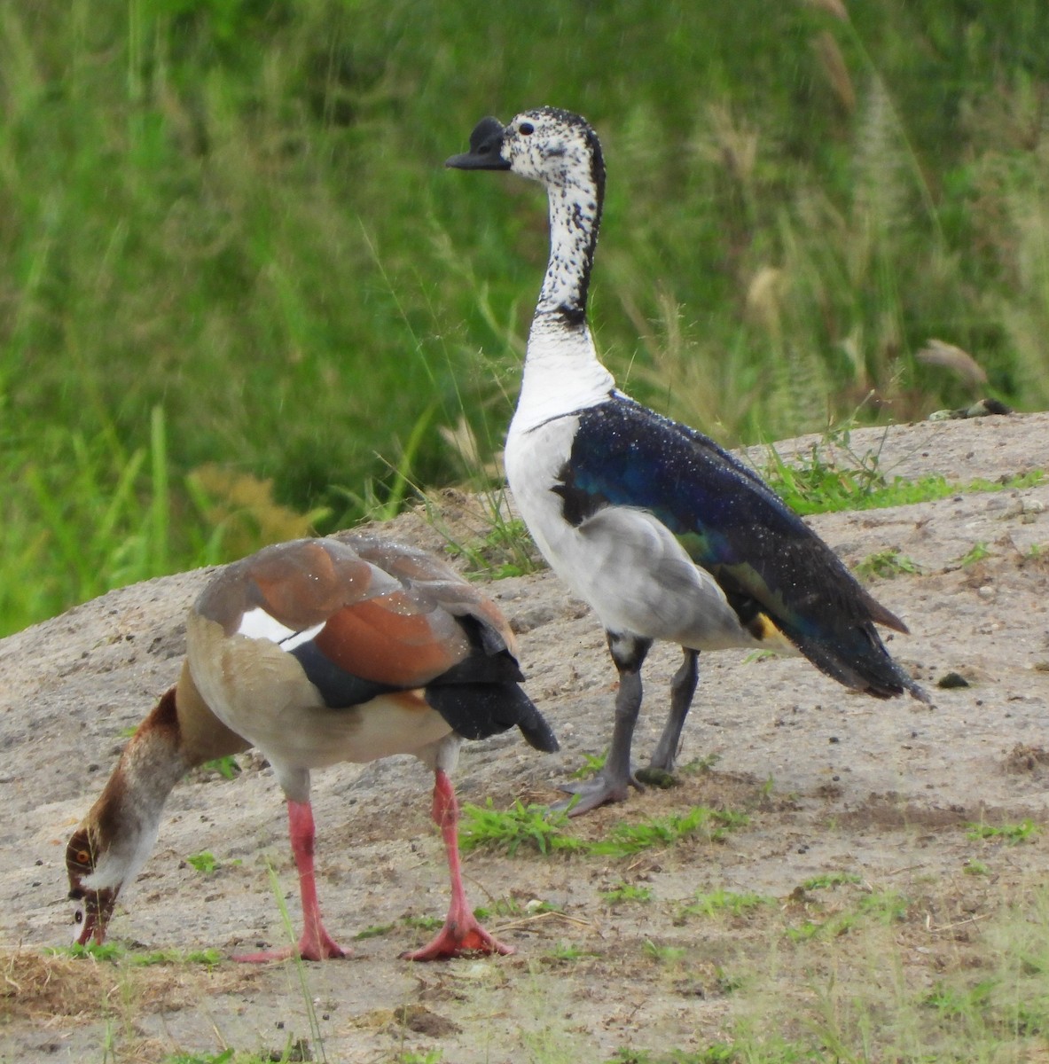 Knob-billed Duck - Lynn Scarlett