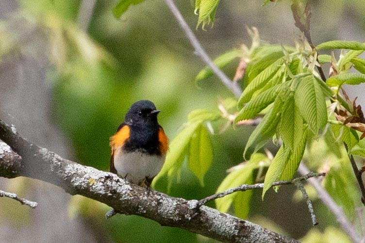 American Redstart - ML618959499