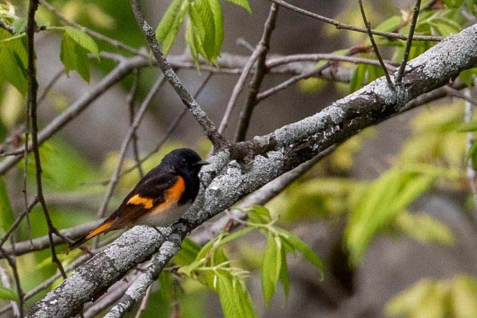 American Redstart - ML618959500