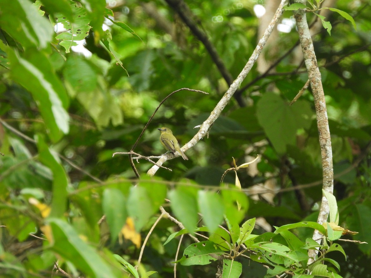 Olive-faced Flatbill - Juan Aguilar