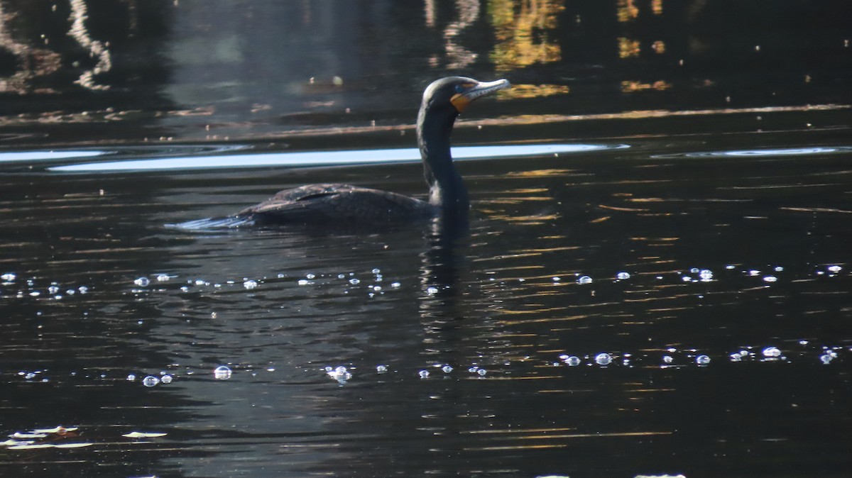 Cormorán Orejudo - ML618959504