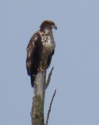 Bald Eagle - Brenda Meese