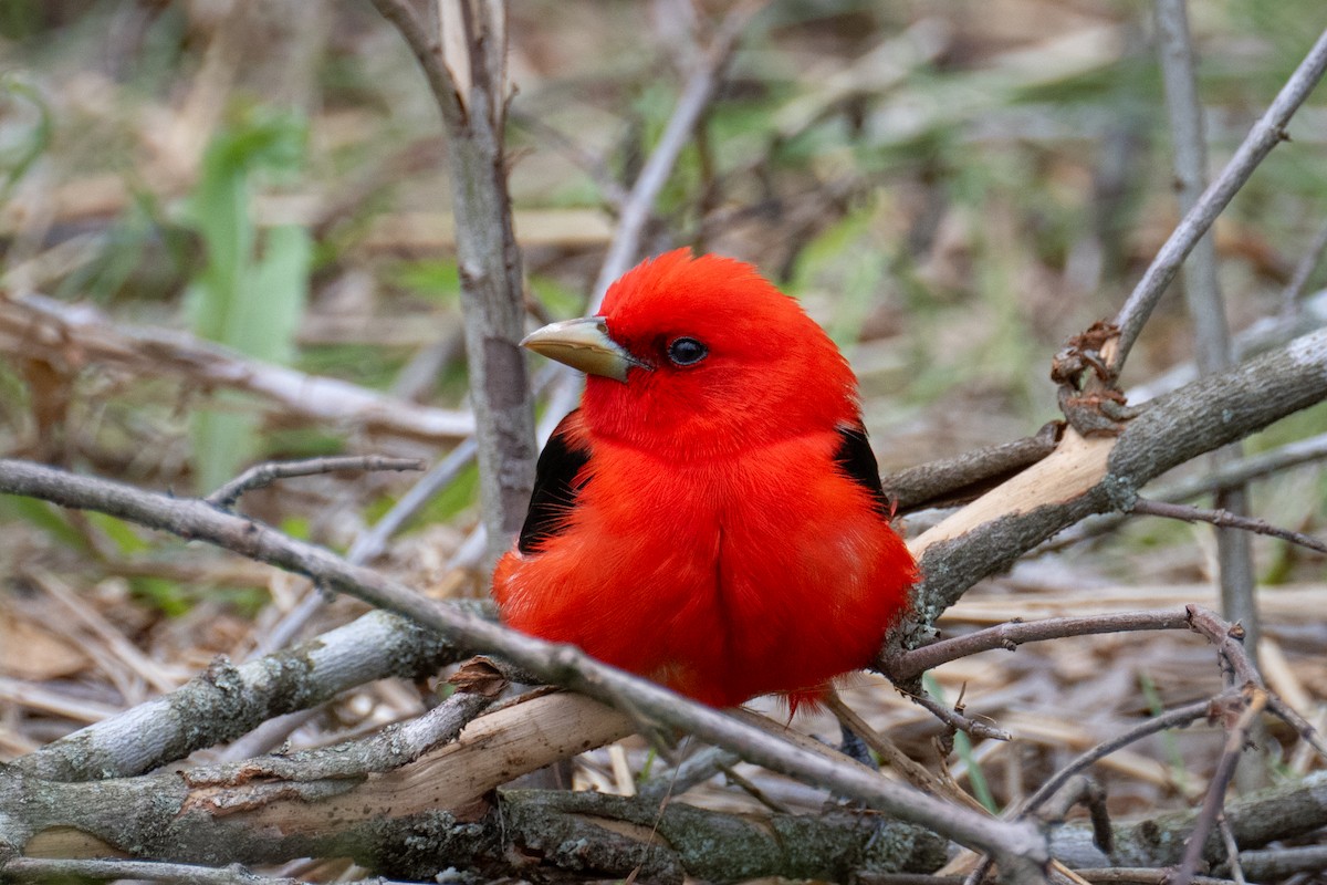 Scarlet Tanager - ML618959514