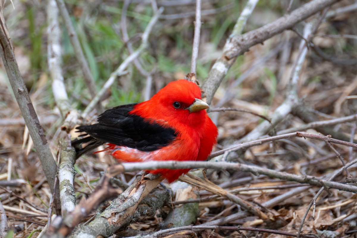 Scarlet Tanager - ML618959515