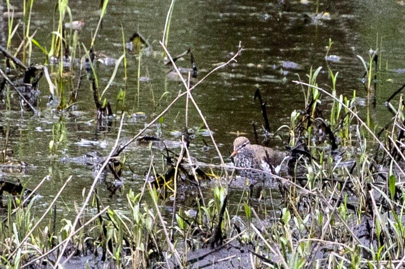 Spotted Sandpiper - ML618959517