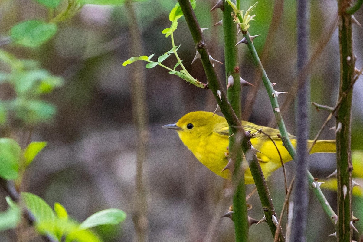 Yellow Warbler - ML618959524