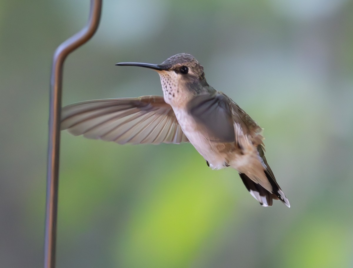 Black-chinned Hummingbird - David Barton