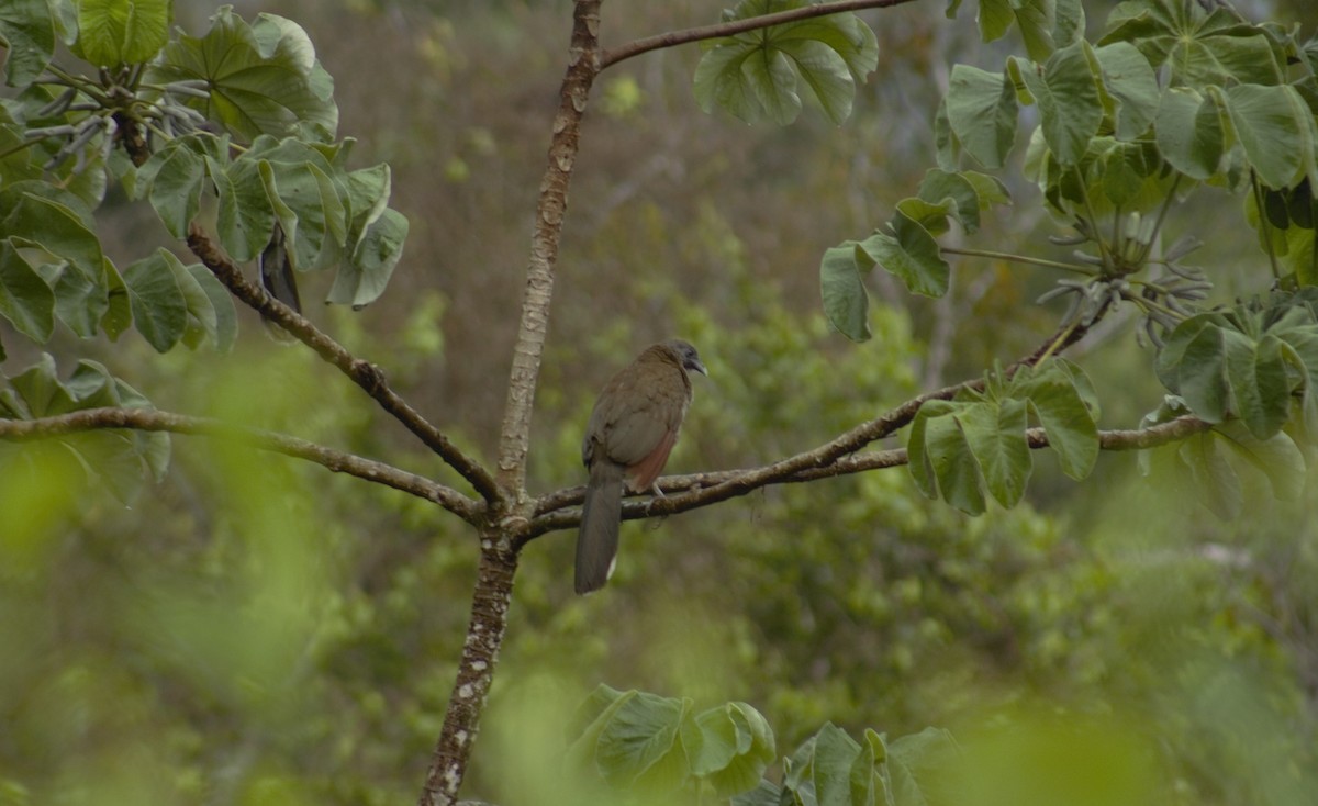 Chachalaca Cabecigrís - ML618959551