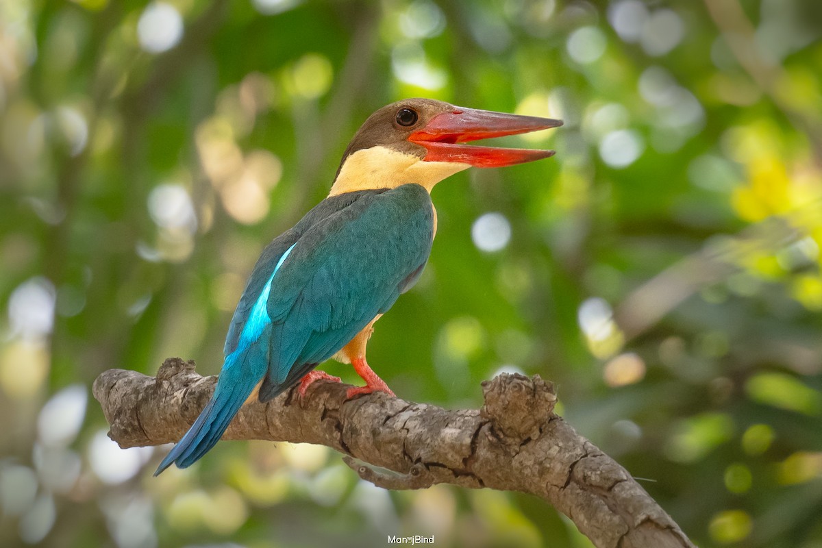 Stork-billed Kingfisher - Manoj Bind