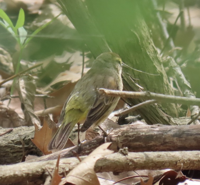 Palm Warbler - Brenda Meese