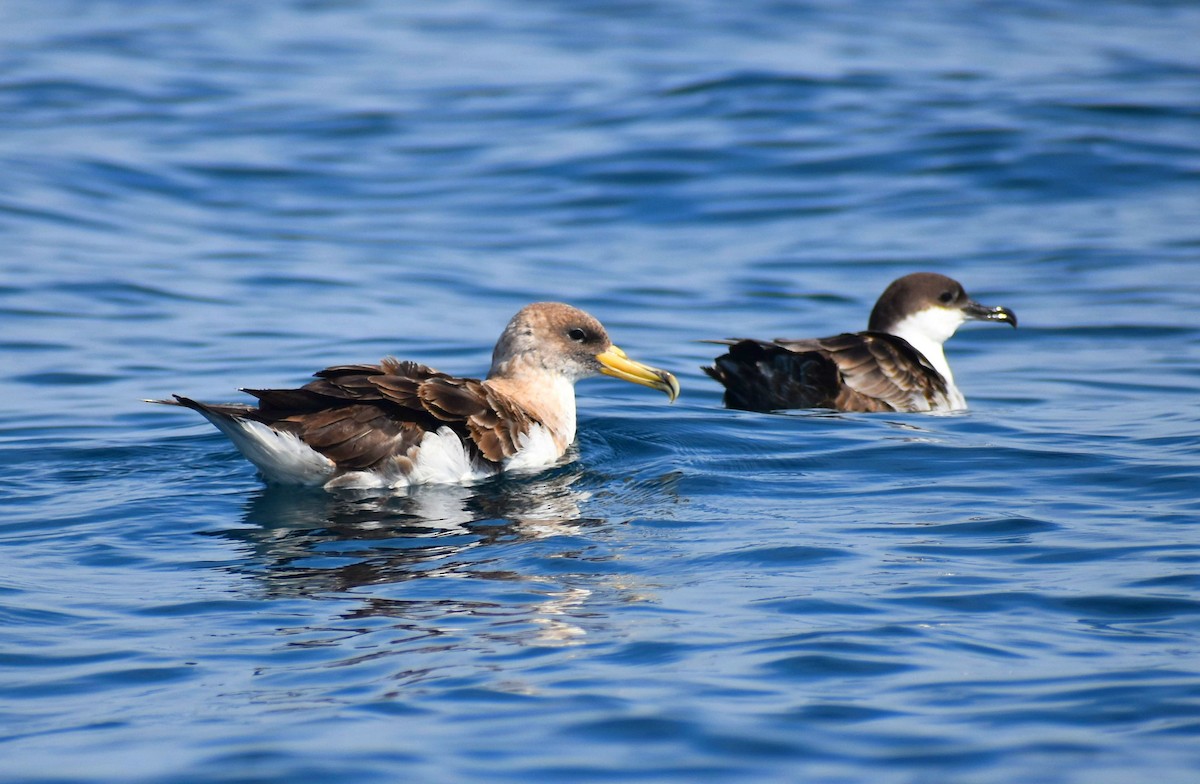 Cory's Shearwater - Rodrigo Bicudo