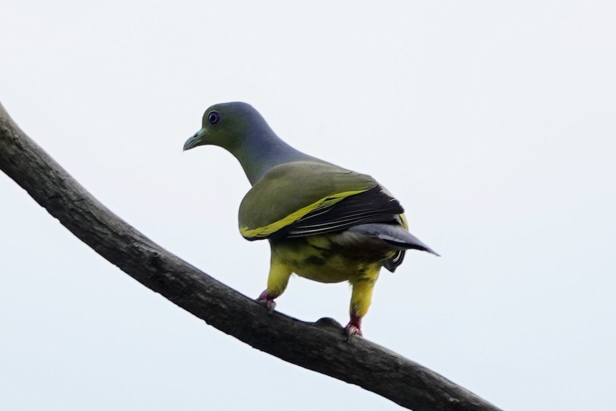 Orange-breasted Green-Pigeon - Brecht Caers