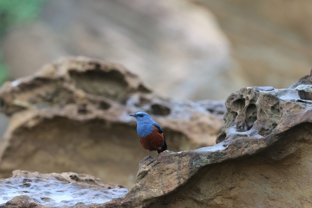 Blue Rock-Thrush (philippensis) - ML618959590