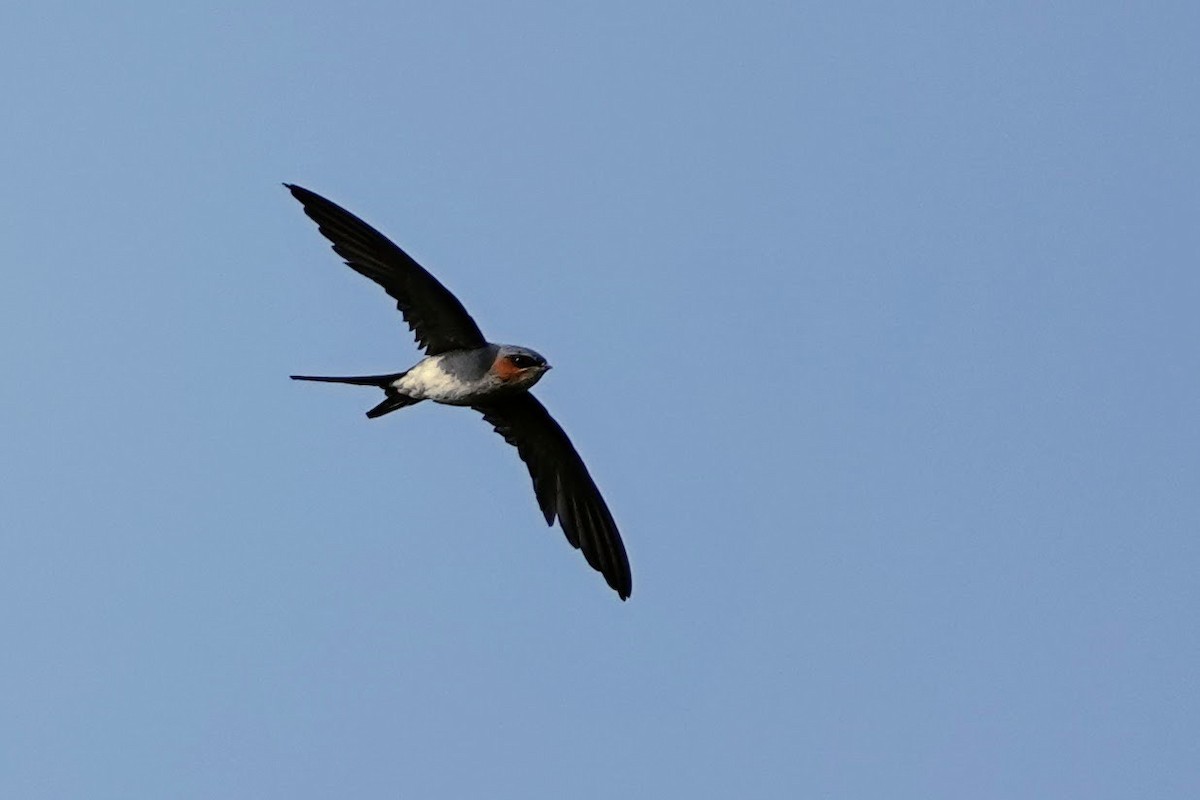 Crested Treeswift - ML618959596