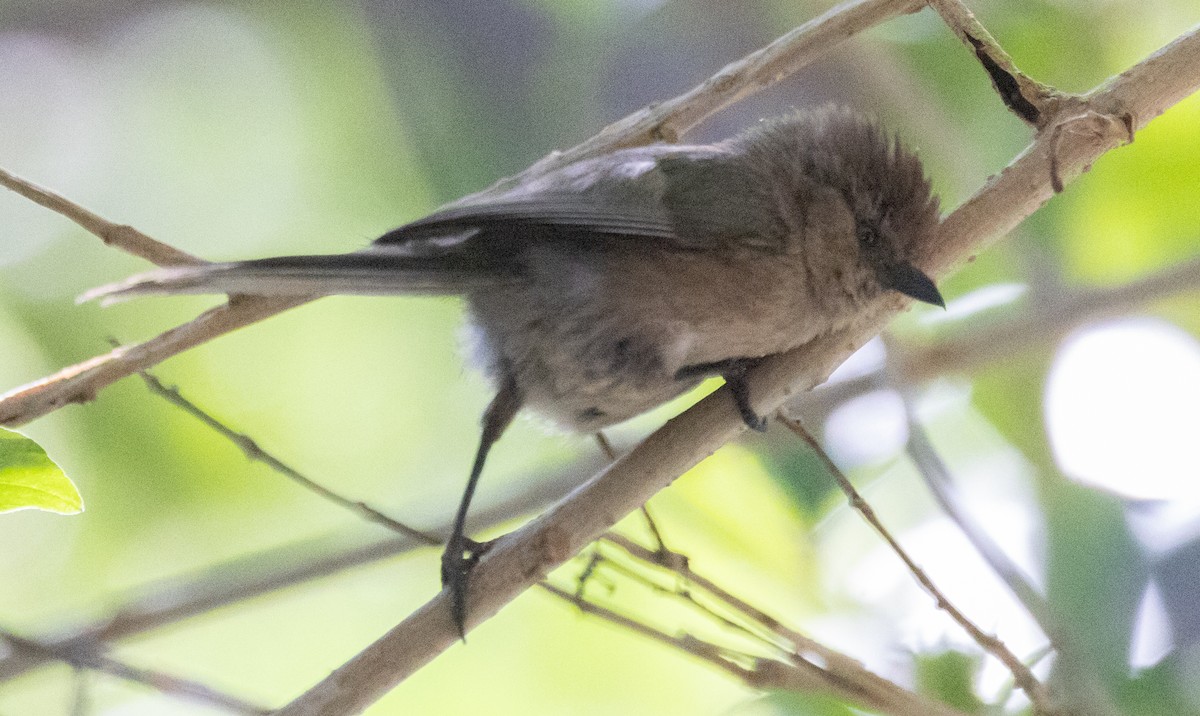 Bushtit - David Barton