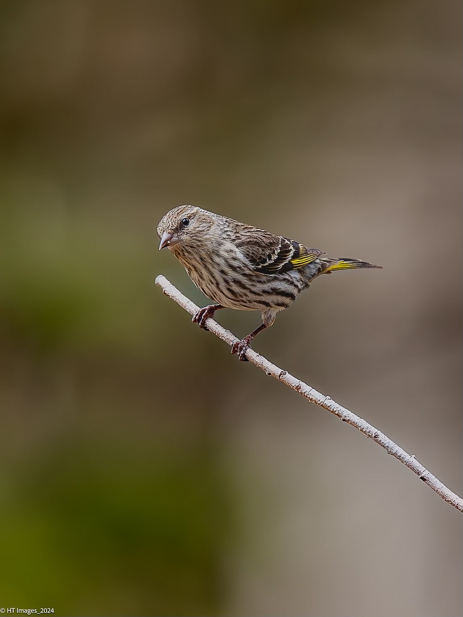 Pine Siskin - ML618959615