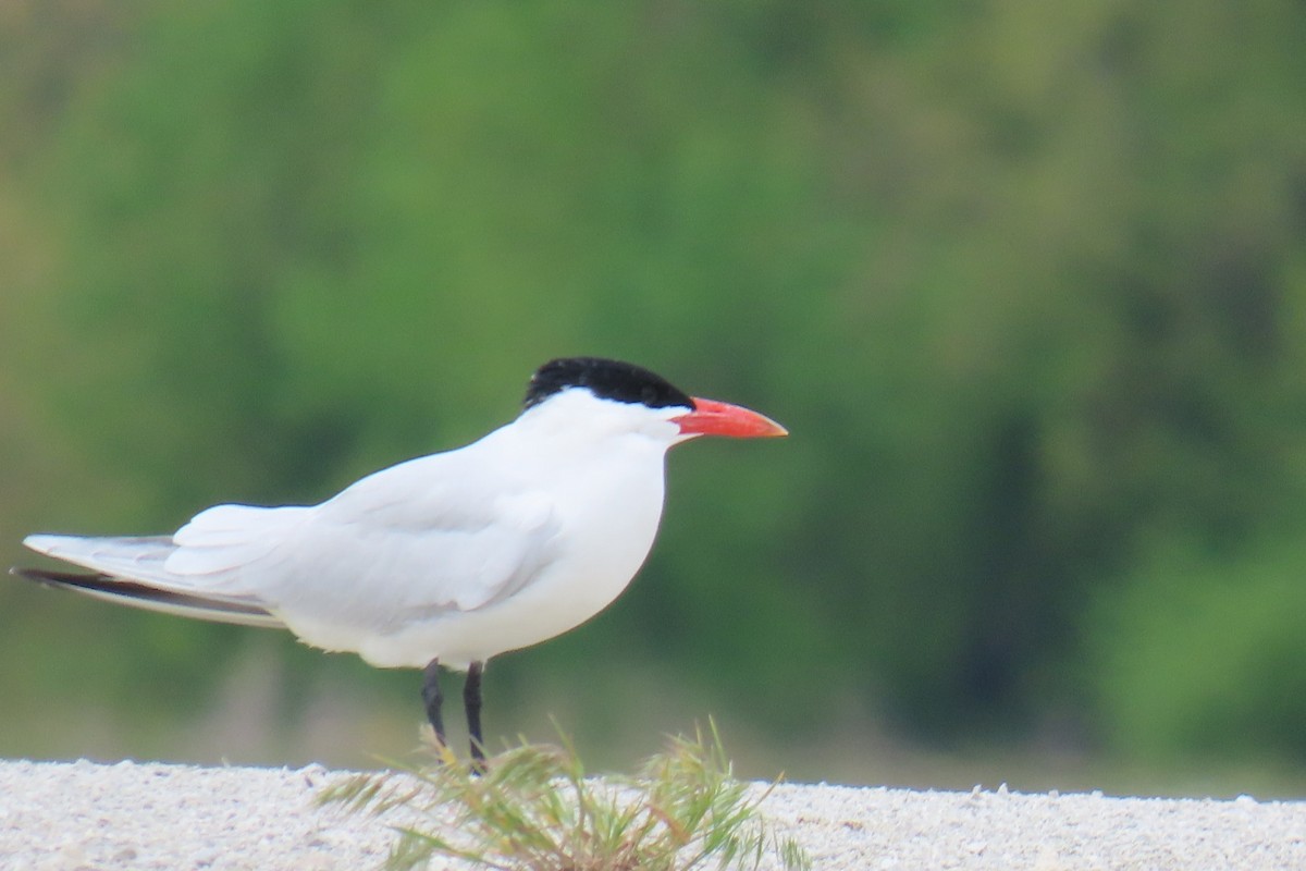 Caspian Tern - ML618959617