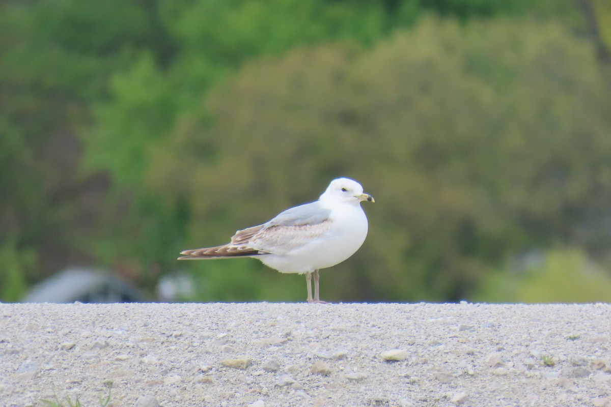 Ring-billed Gull - ML618959627