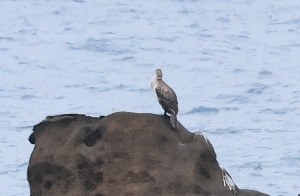 Japanese Cormorant - 一起 呂