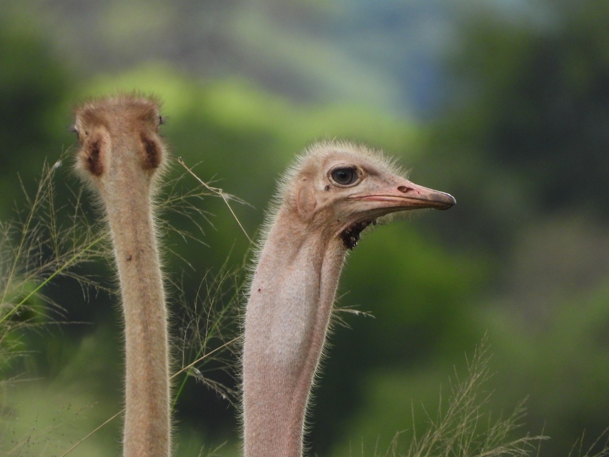 Common Ostrich - Lynn Scarlett