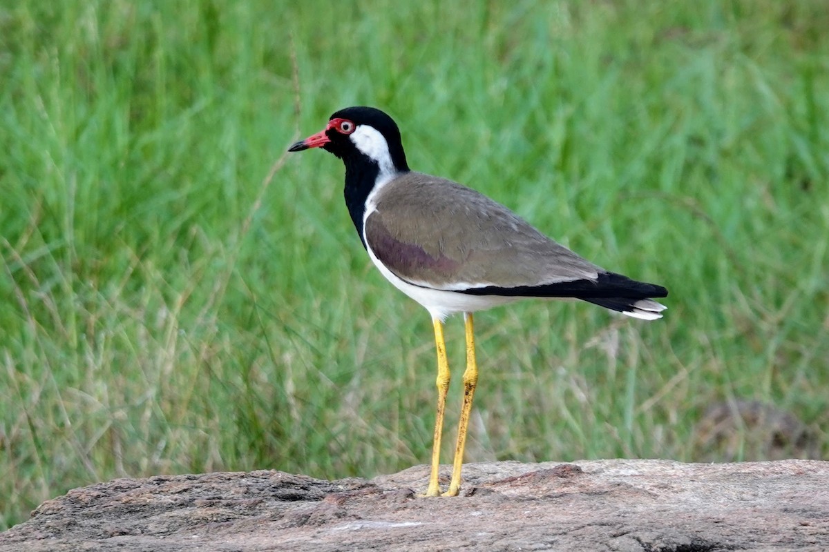 Red-wattled Lapwing - ML618959640