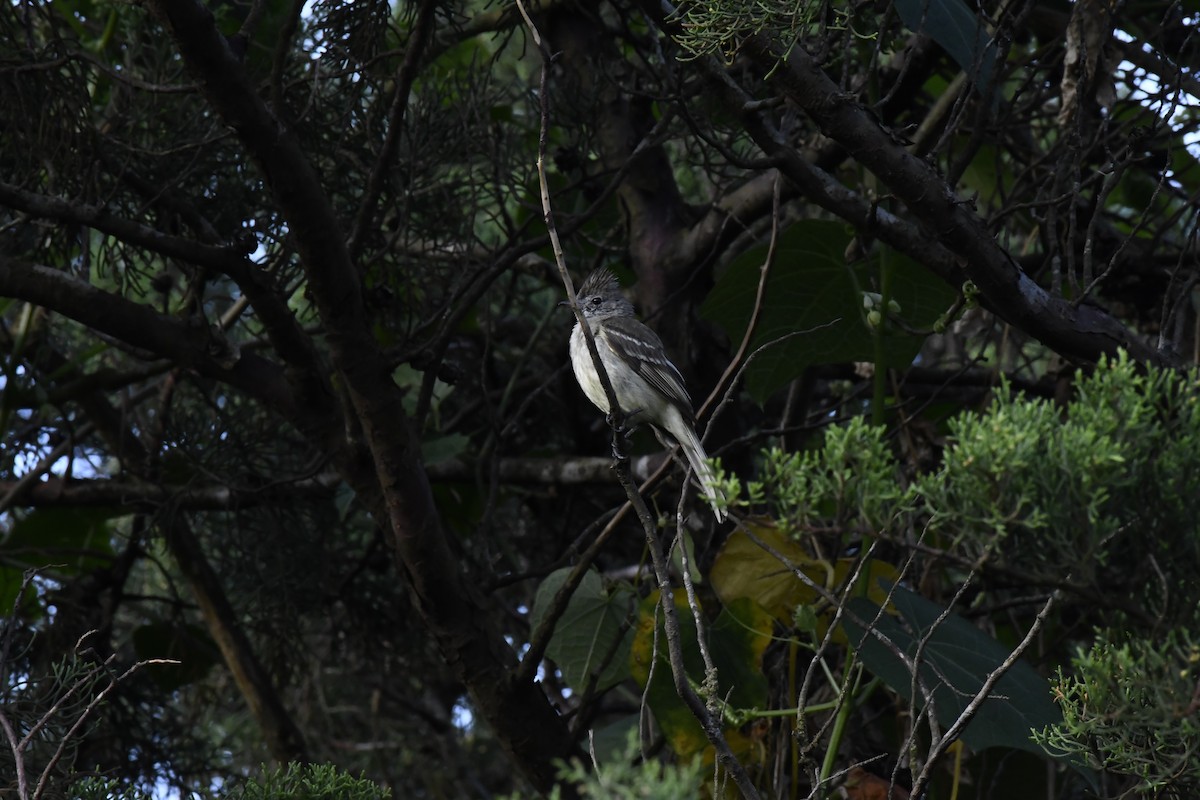 Yellow-bellied Elaenia - ML618959642