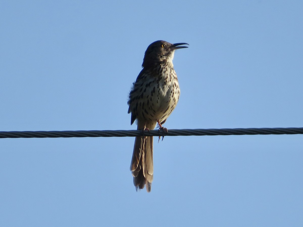 Brown Thrasher - karl  schmidt