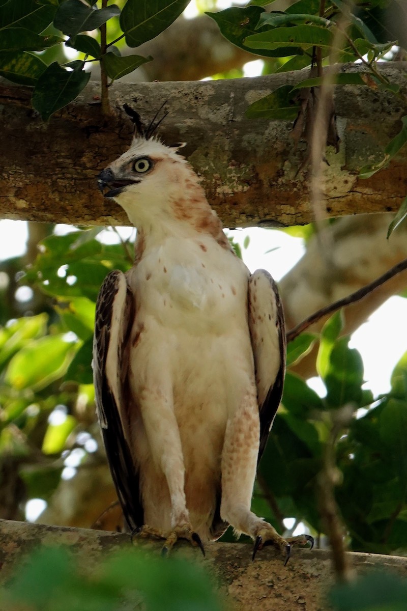 Изменчивый хохлатый орёл (cirrhatus/ceylanensis) - ML618959661