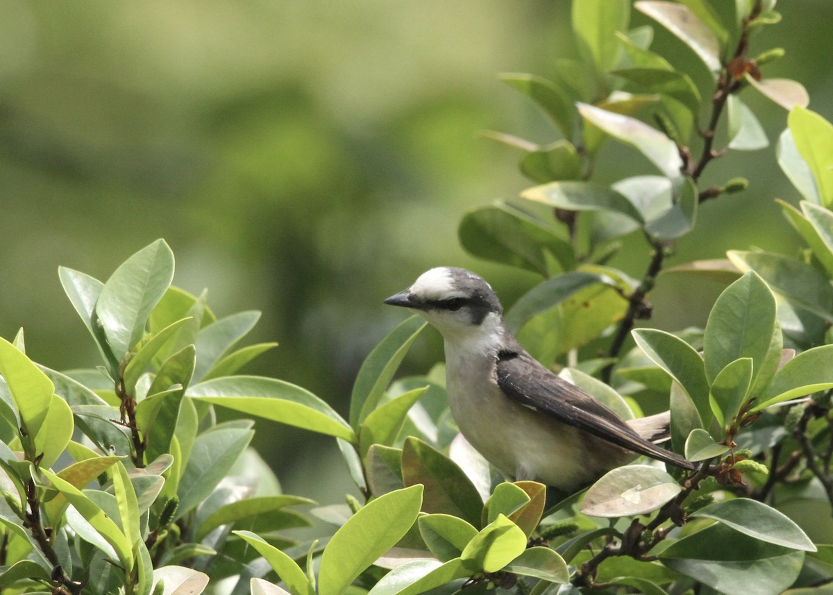 Brown-rumped Minivet - ML618959663