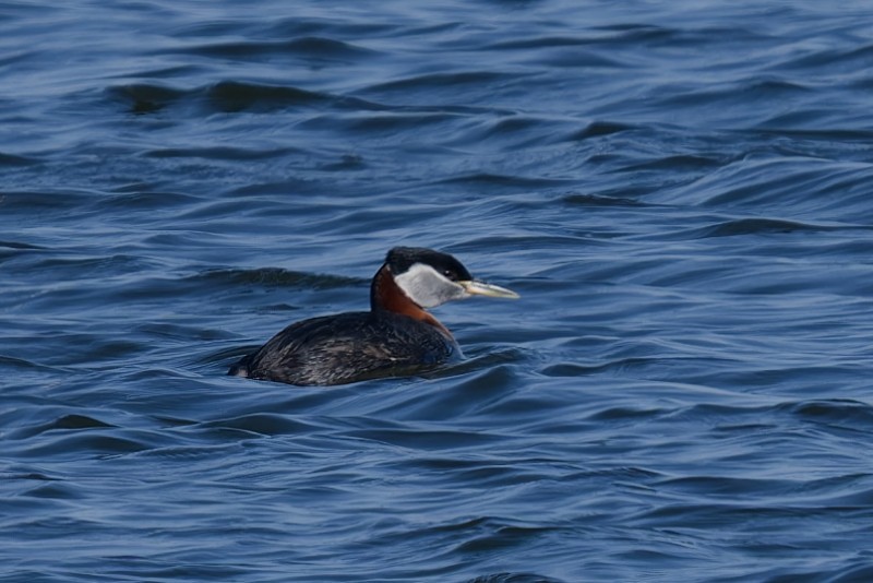 Red-necked Grebe - Brian Sterenberg