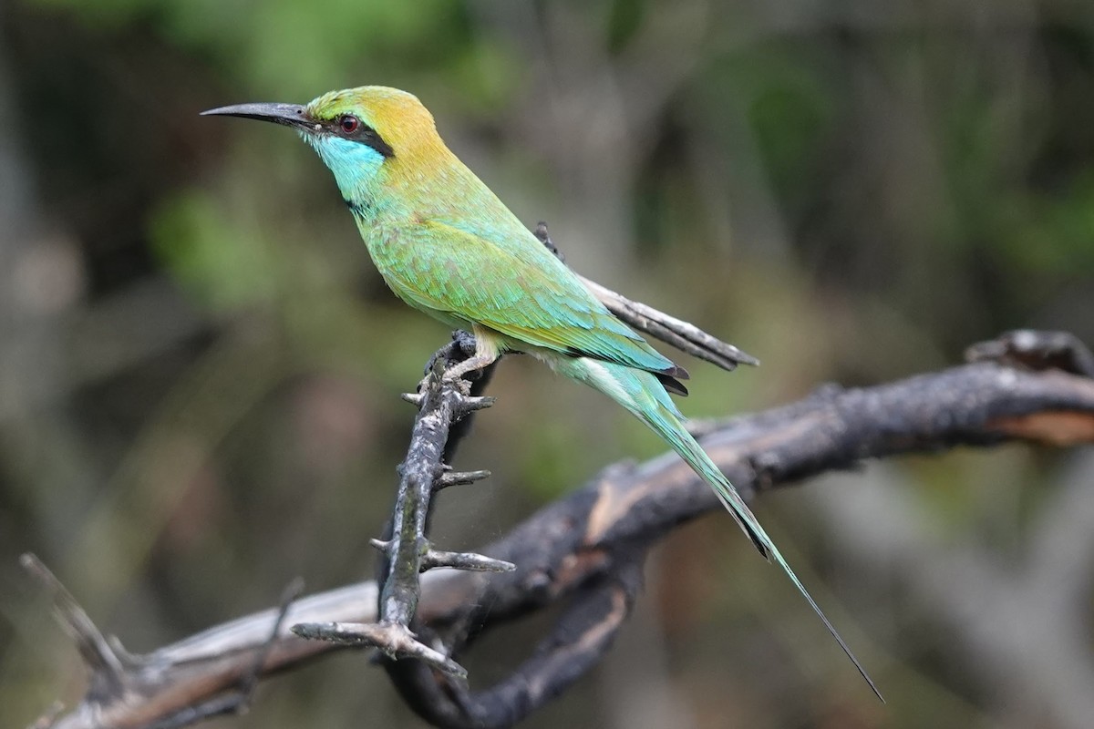 Asian Green Bee-eater - ML618959680