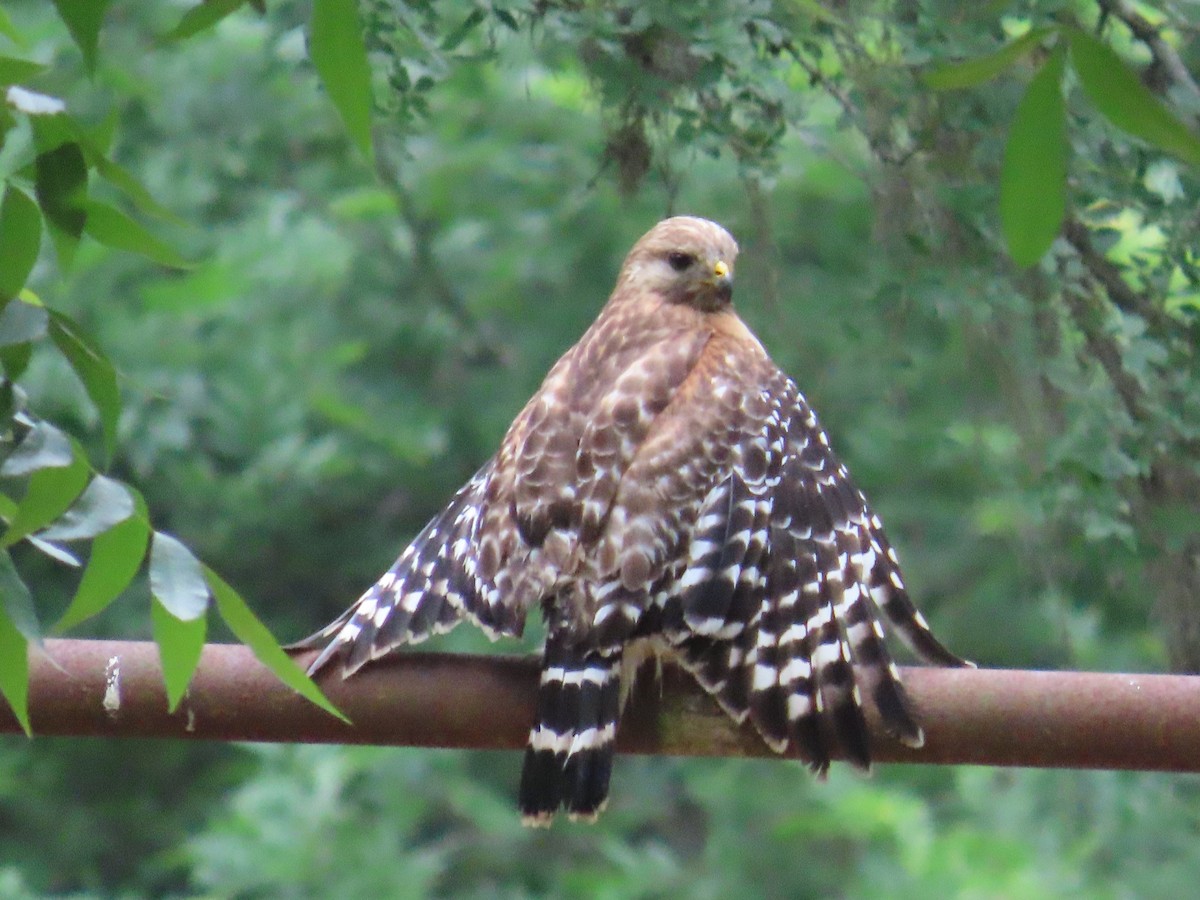 Red-shouldered Hawk - ML618959681