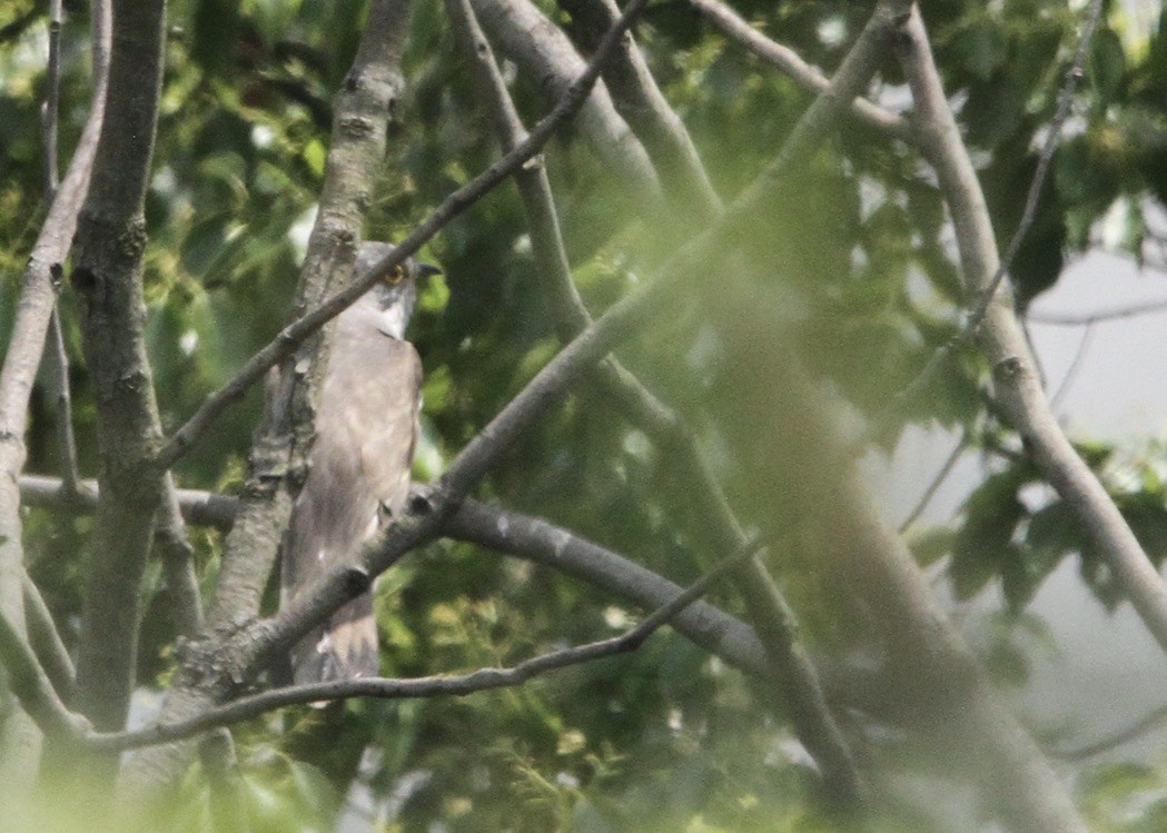 Indian Cuckoo - Richard Davis