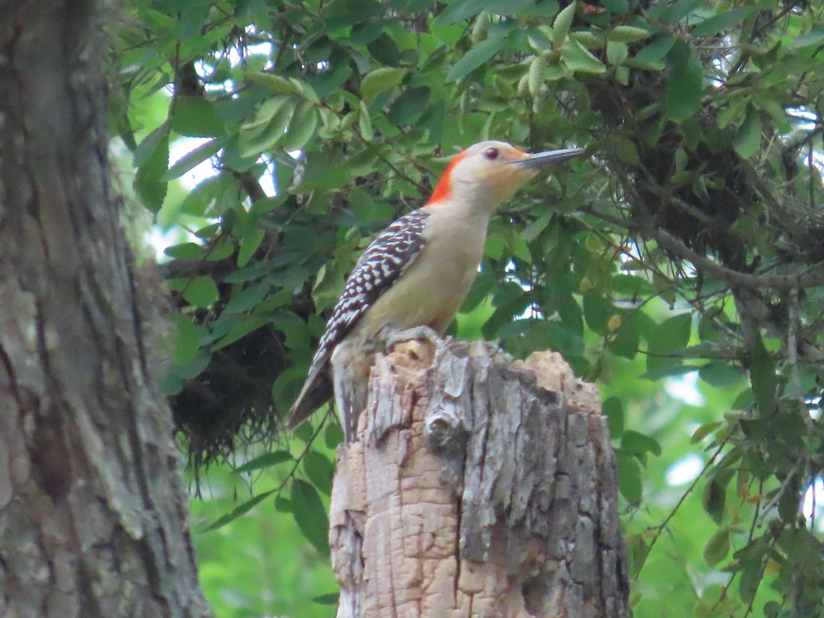 Red-bellied Woodpecker - ML618959698