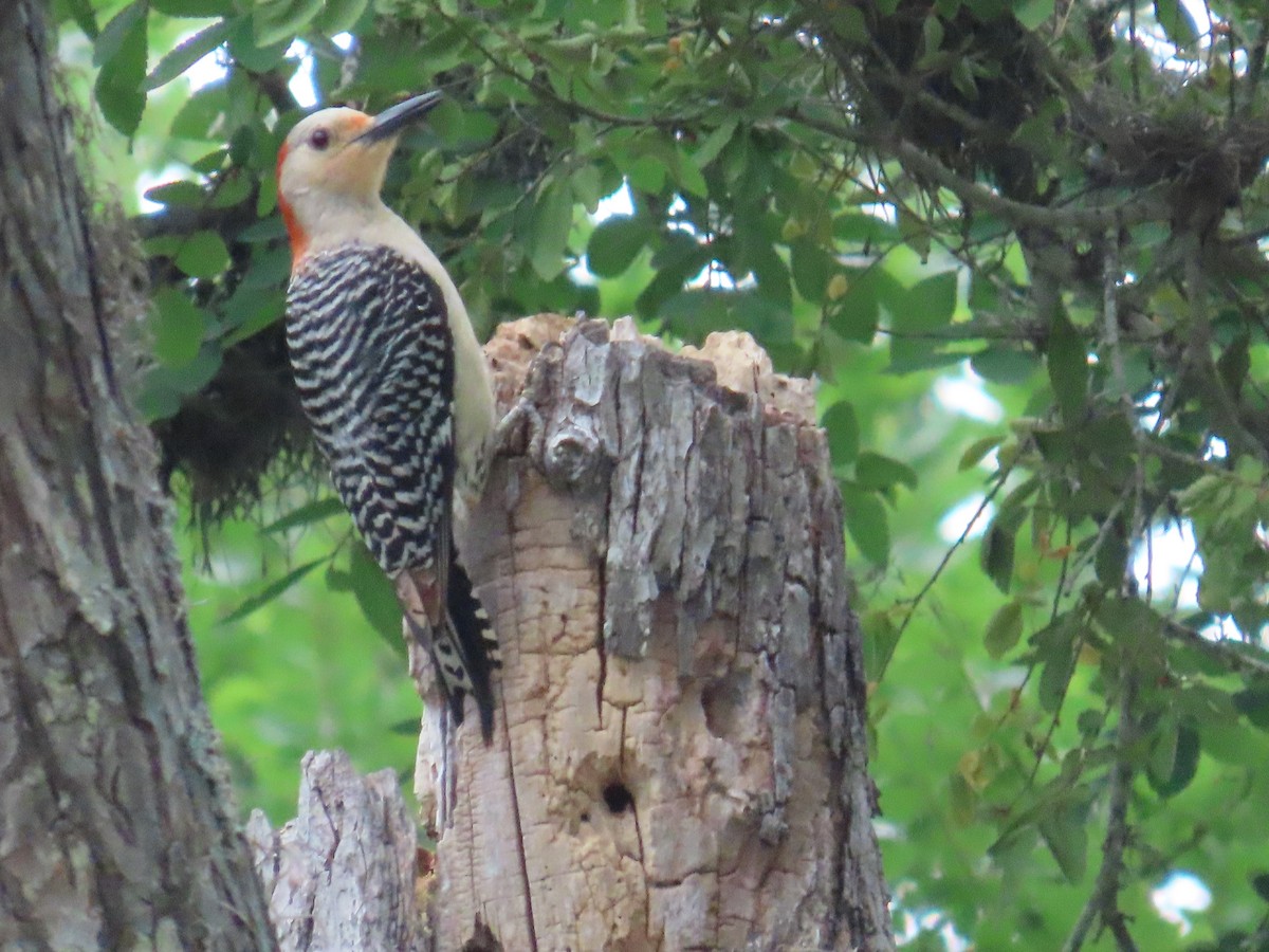 Red-bellied Woodpecker - ML618959699