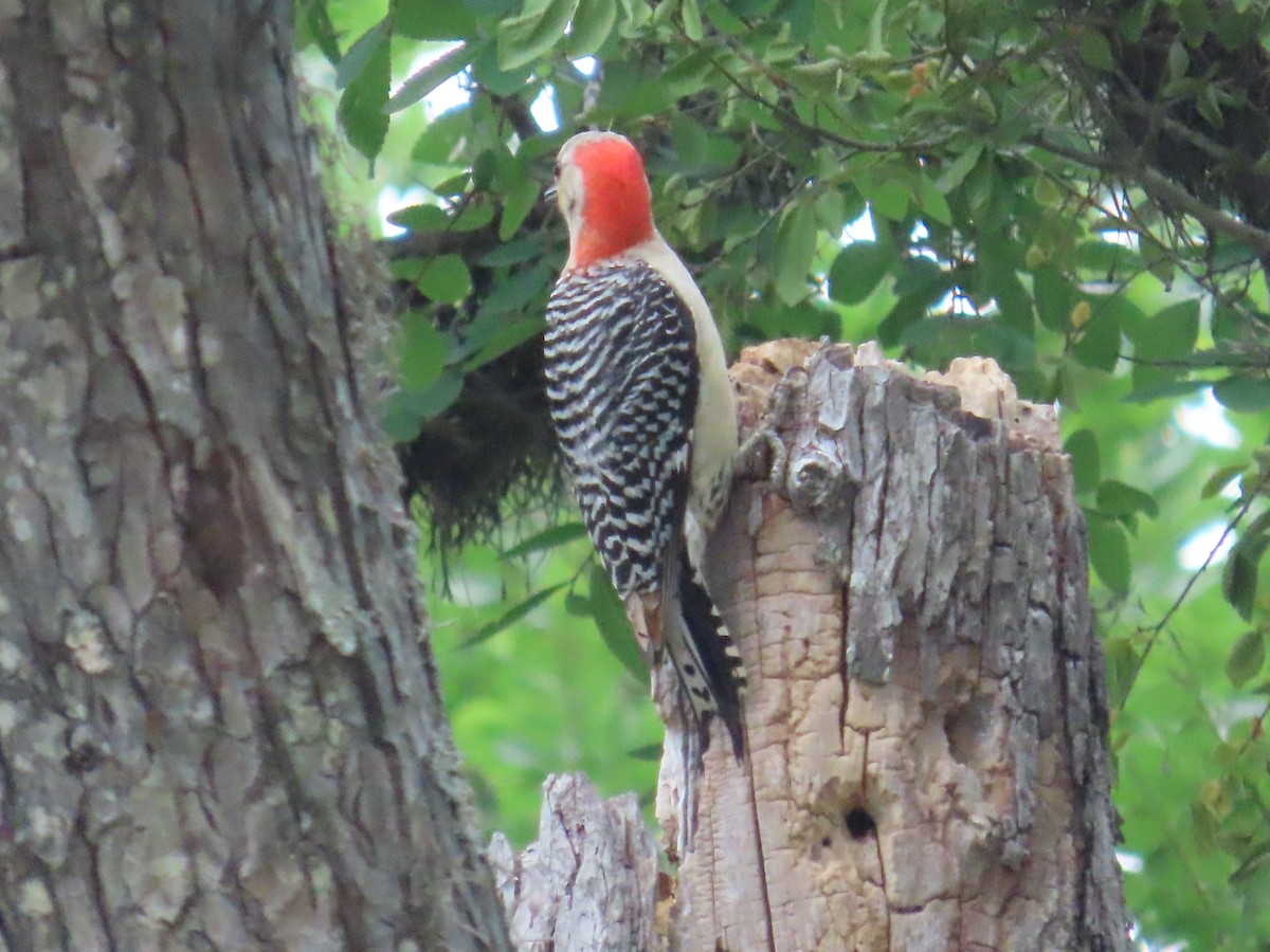 Red-bellied Woodpecker - ML618959700