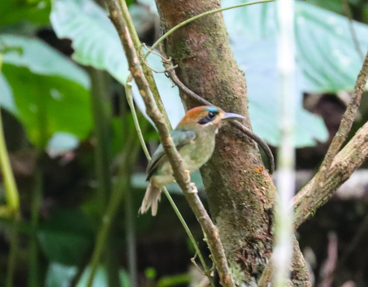 Tody Motmot - Obed Canales