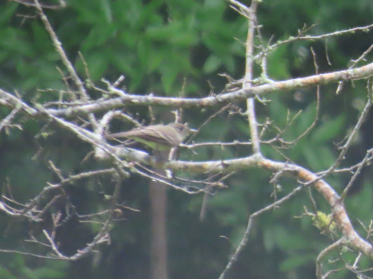 Eastern Wood-Pewee - ML618959712