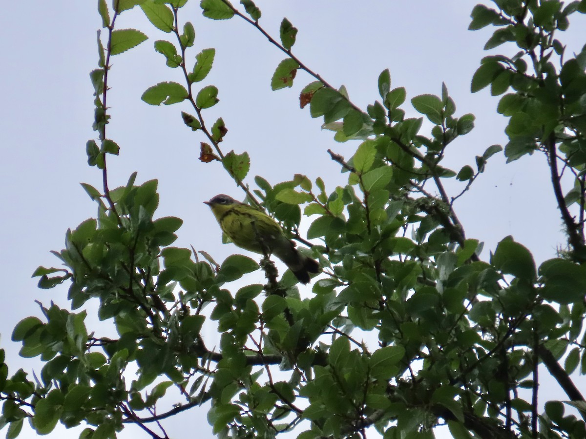 Northern Parula - ML618959739