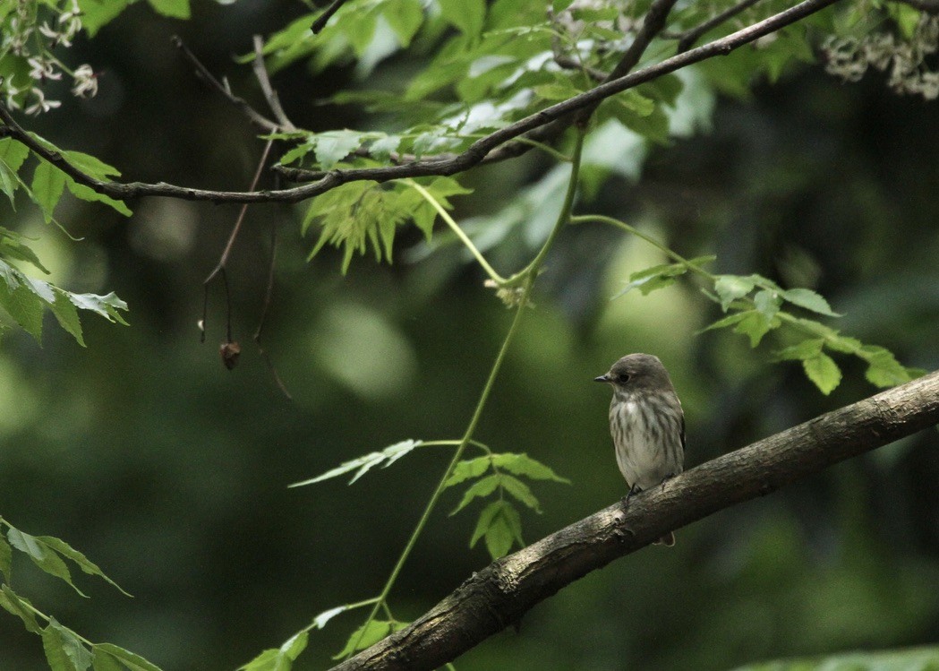 Gray-streaked Flycatcher - ML618959750