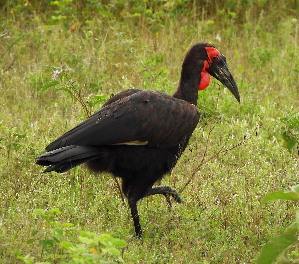 Southern Ground-Hornbill - Lynn Scarlett