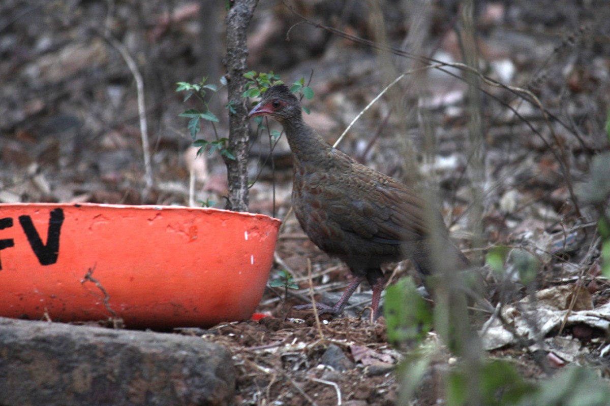 Rotspornhuhn - ML618959773