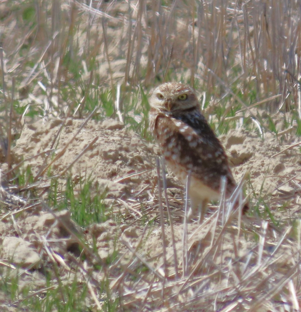 Burrowing Owl - ML618959775