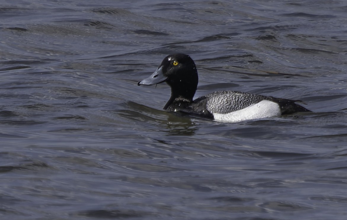 Lesser Scaup - Barry McKenzie