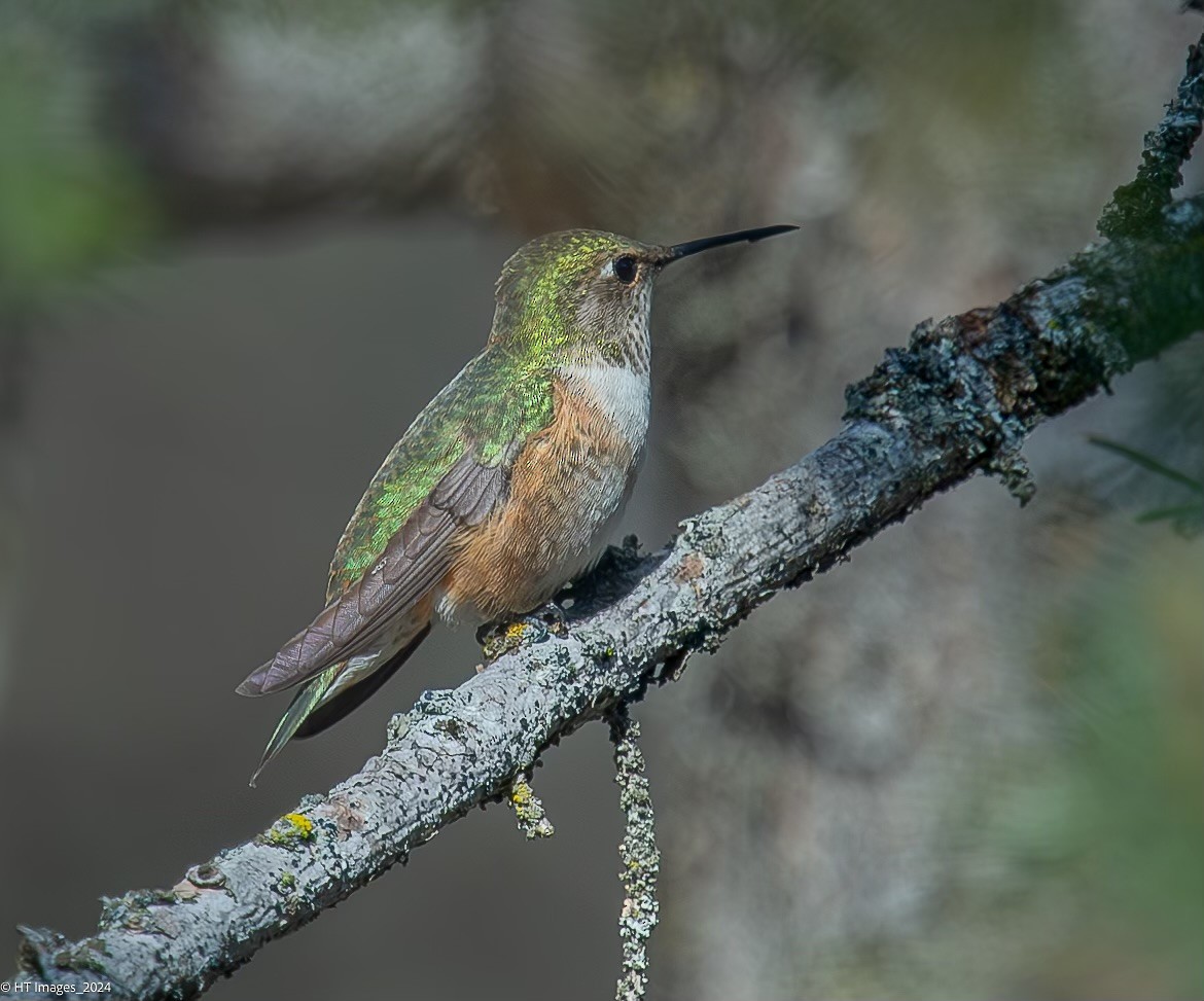 Rufous Hummingbird - ML618959791